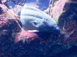 Haus des Meeres 4.02.2026